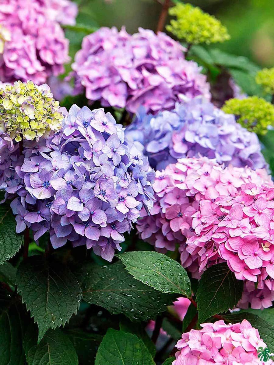 High quality Deep Pink Hydrangea Flower seeds for Planting Perfect for Borders, Heirloom & GMO Free Seeds for Home Garden seeds pack