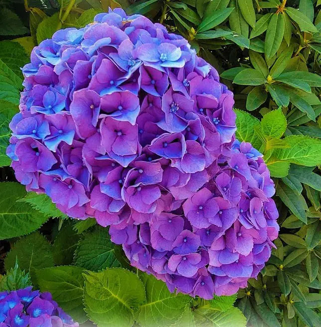 High quality Purple Hydrangea Flower seeds for Planting Low Maintenance, Heirloom & GMO Free Seeds for Home Garden seeds pack