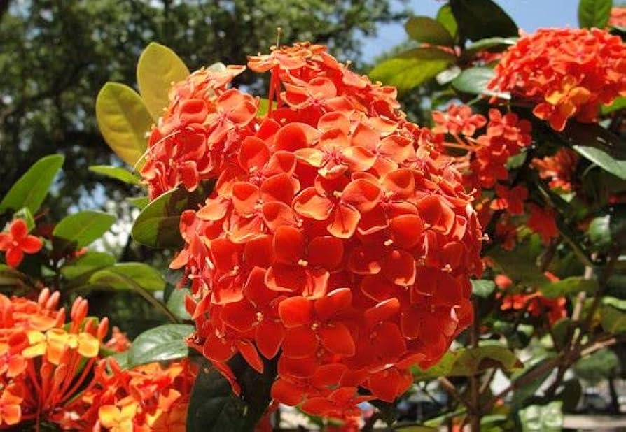Step-by-step guide for growing Hydrangea seedlings