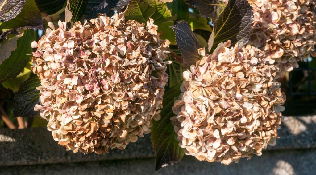 High quality Brown Hydrangea Flower seeds for Planting Seasonal Bloomer, Heirloom & GMO Free Seeds for Home Garden seeds pack
