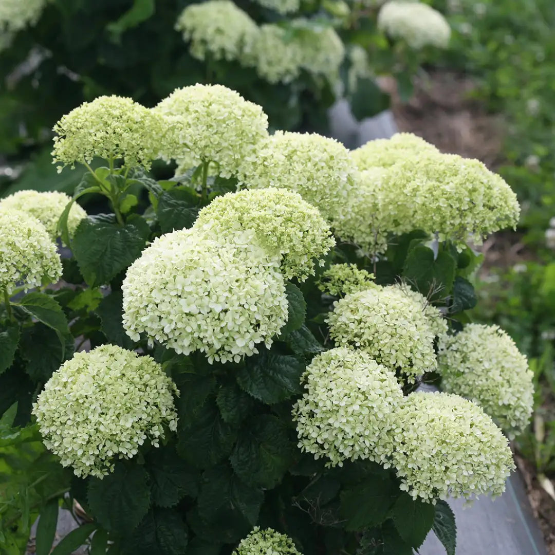 Hydrangea Flower Seeds Flower seeds for Planting Garden Favorite Heirloom & GMO Free Seeds for Home Garden