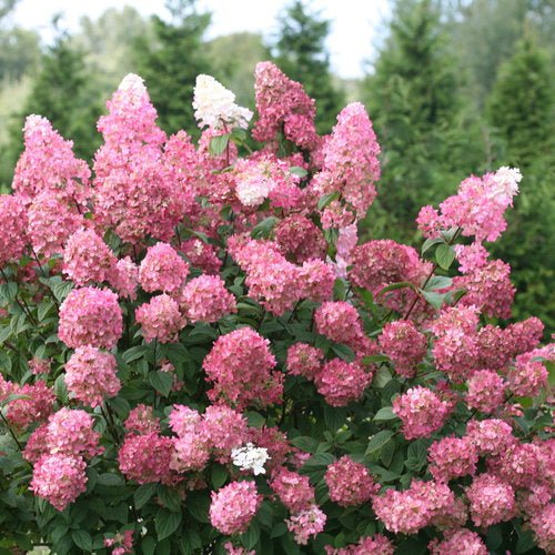 Premium Vainilla Hortensia Flower seeds for Planting Garden Favorite, Heirloom & GMO Free Seeds for Home Garden seeds