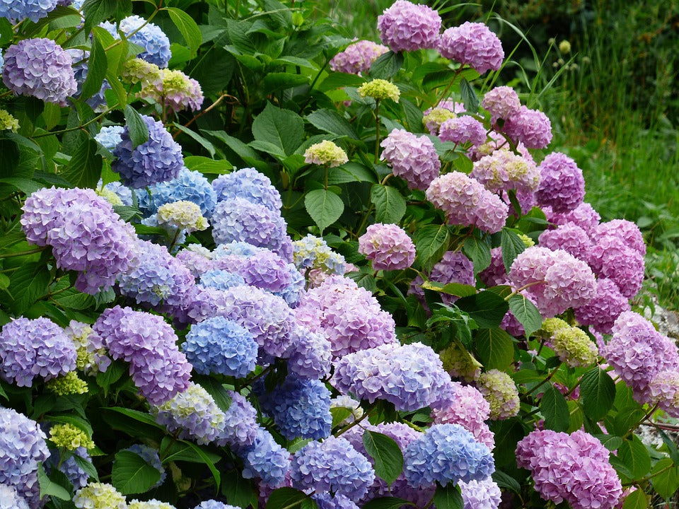 Pastel Rainbow Hydrangea Flower seeds for Planting Long Bloom Season, Heirloom & GMO Free Seeds for Home Garden vegetable and garden seeds