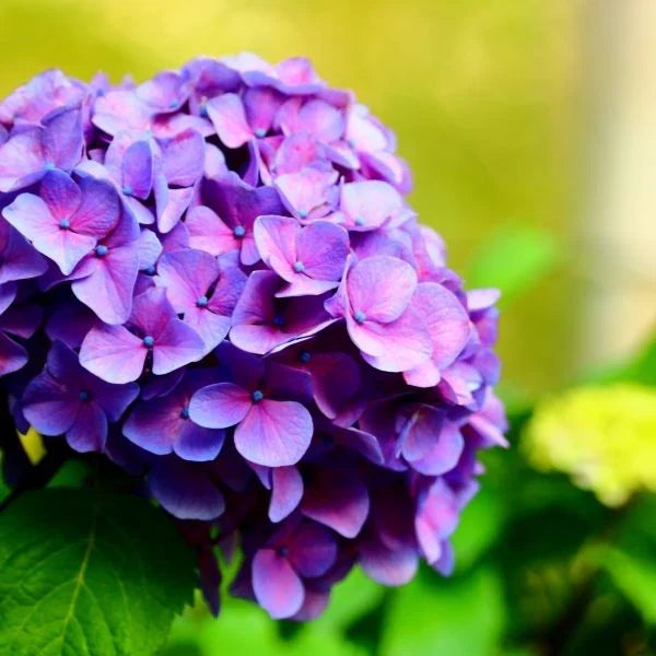Purple Hydrangea Flower seeds for Planting Low Maintenance, Heirloom & GMO Free Seeds for Home Garden vegetable and garden seeds