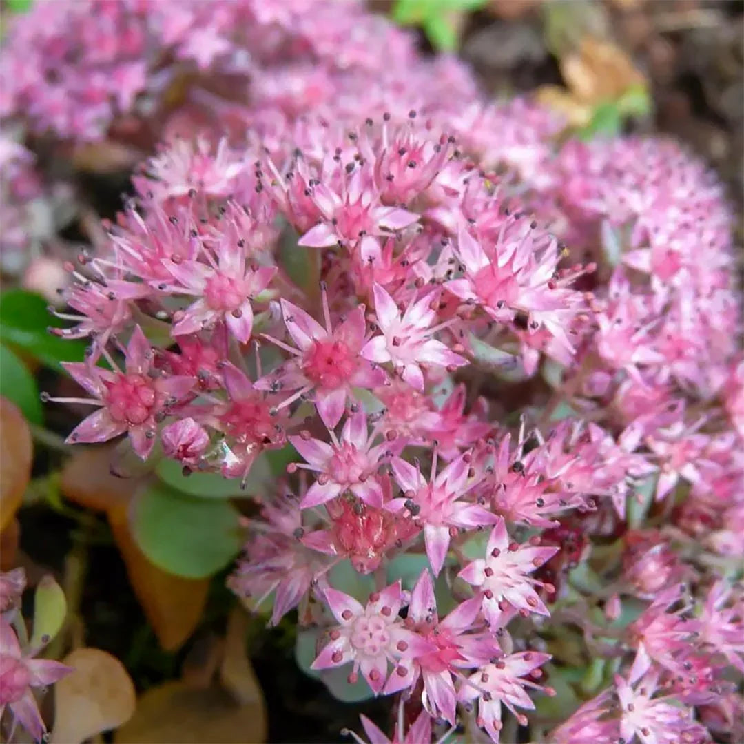 Carpet Sedum Flower seeds for Planting Cut Flower Favorite Heirloom & GMO Free Seeds for Home Garden