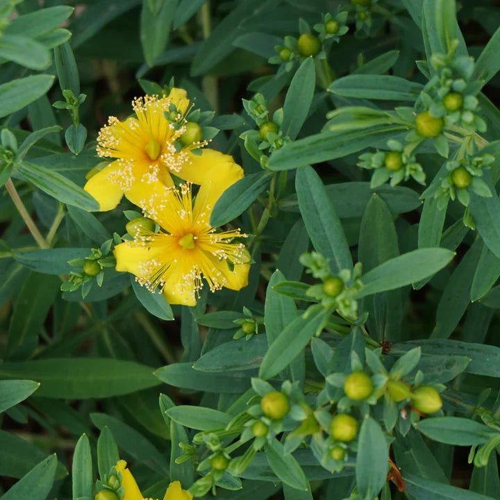 High quality Euphorbia Lathyris Flower seeds for Planting Sun Loving, Heirloom & GMO Free Seeds for Home Garden seeds pack