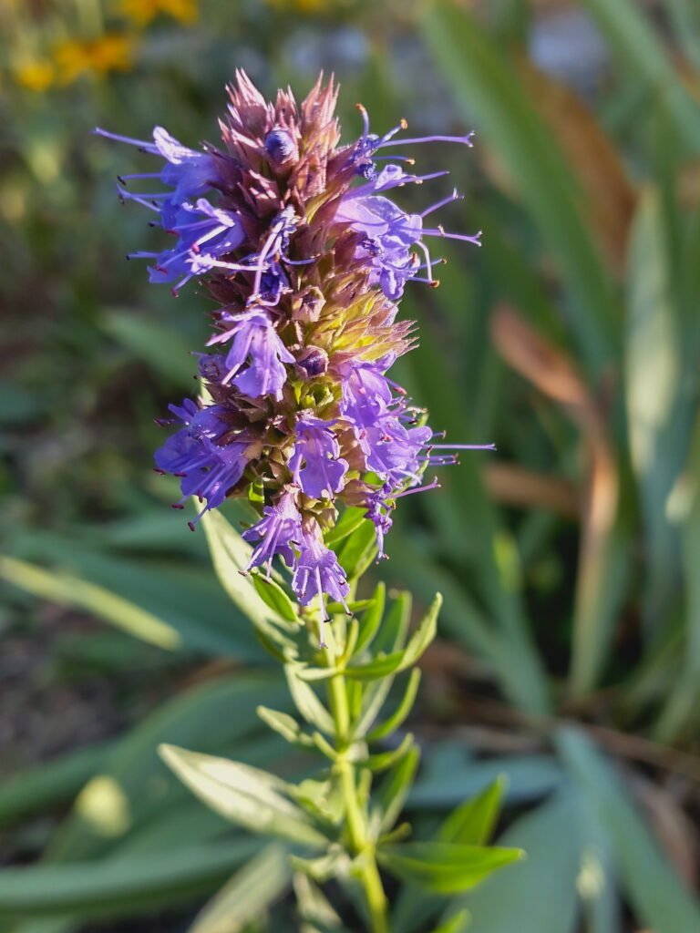 Hyssopus Flower seeds for Planting Perfect for Borders Heirloom & GMO Free Seeds for Home Garden