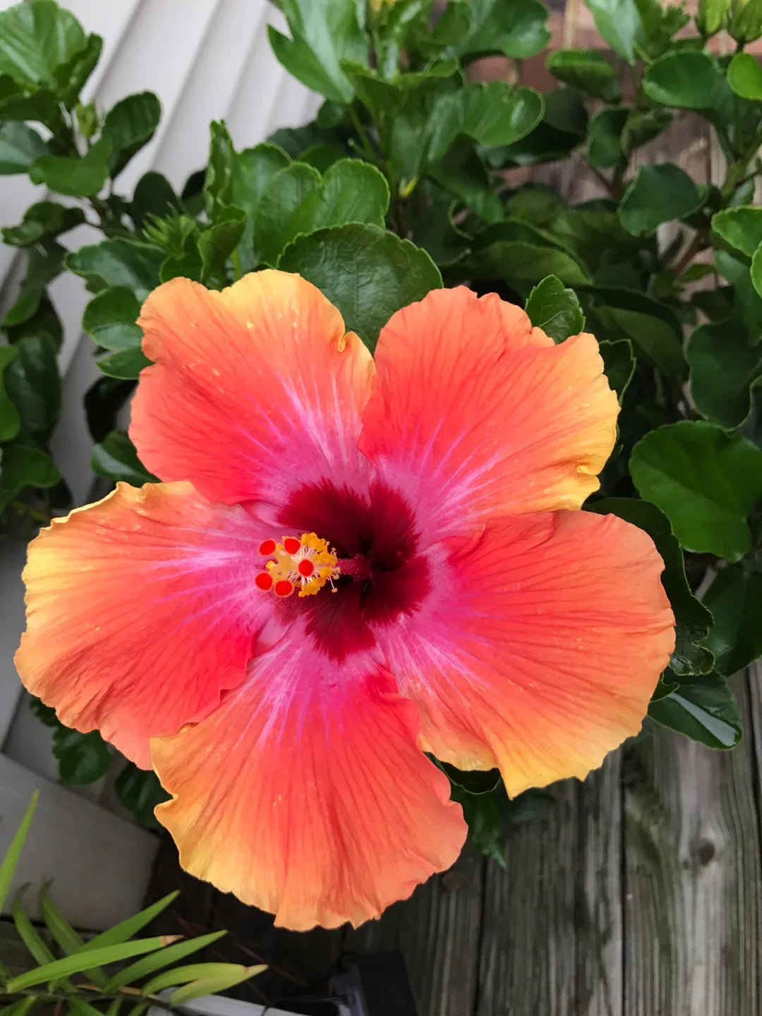 Premium Light Orange Hibiscus Flower seeds for Planting Cottage Garden Essential, Heirloom & GMO Free Seeds for Home Garden seeds
