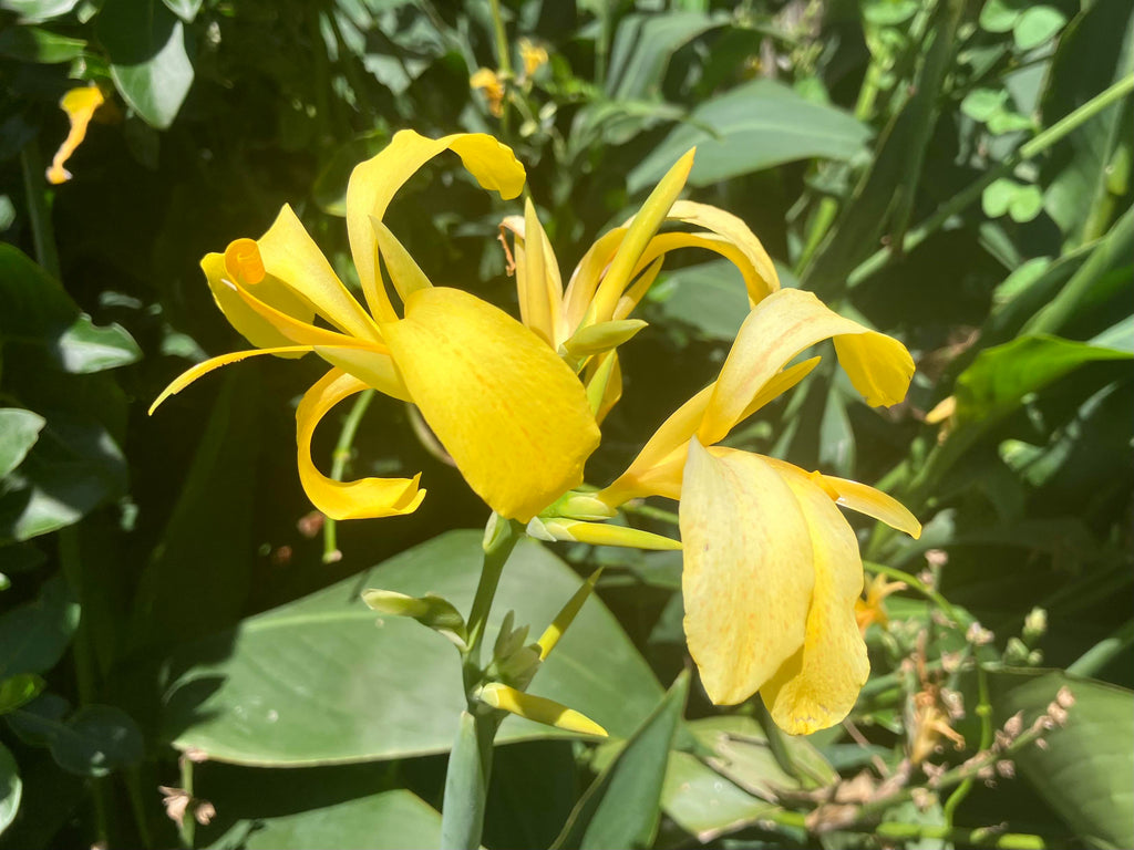 Yellow Achira Flower seeds for Planting Wildflower Mix, Heirloom & GMO Free Seeds for Home Garden vegetable and garden seeds