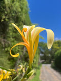Yellow Achira Flower seeds for Planting Wildflower Mix, Heirloom & GMO Free Seeds for Home Garden seeds for planting