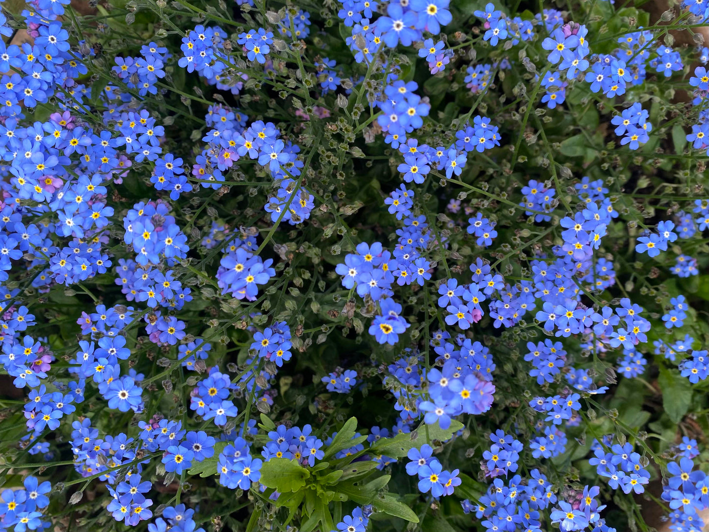Aubrieta Blue Rock Cress Flower seeds for Planting - Low Maintenance, Heirloom & GMO Free Seeds for Home Garden
