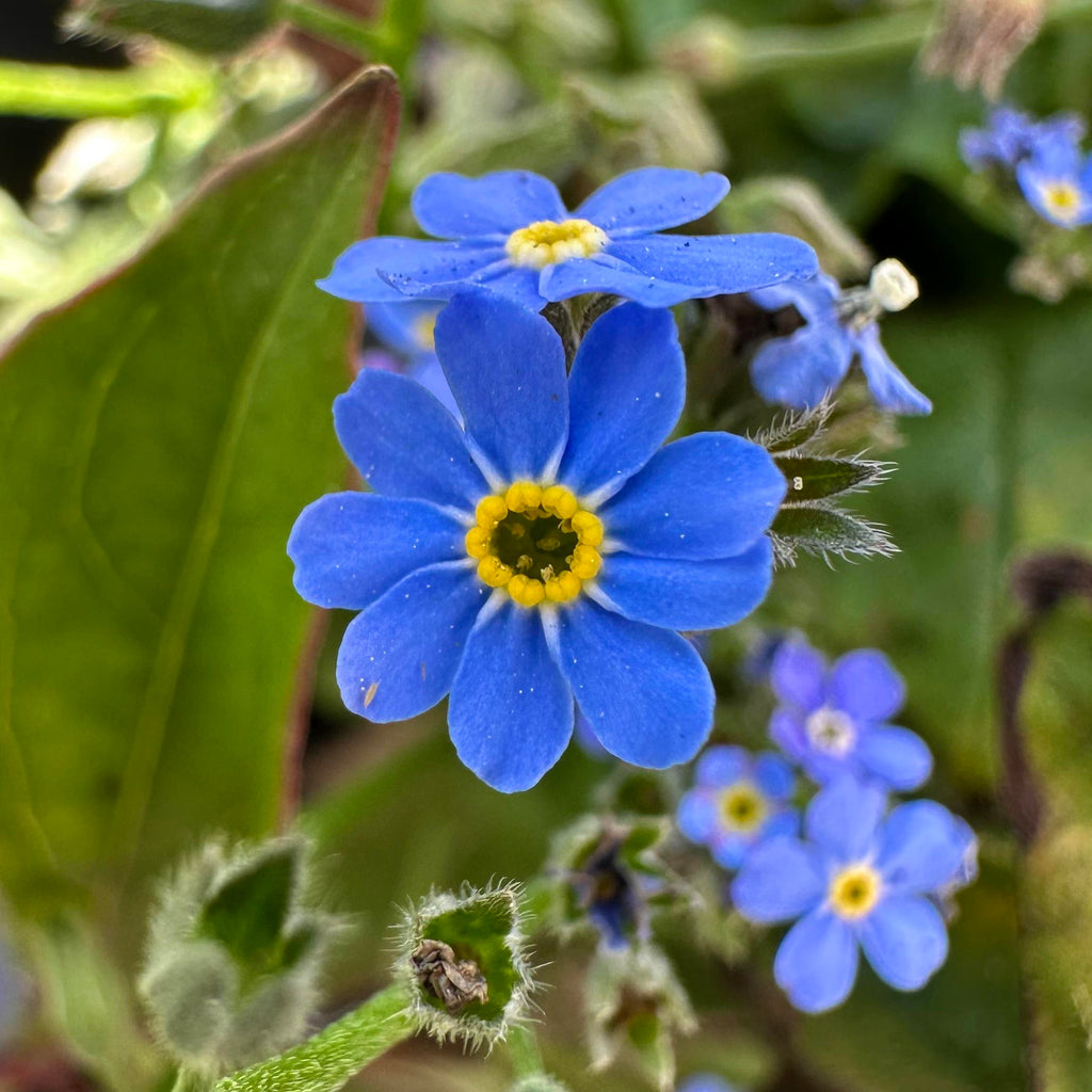 Alpine Flower seeds for Planting Cottage Garden Essential, Heirloom & GMO Free Seeds for Home Garden seeds for planting
