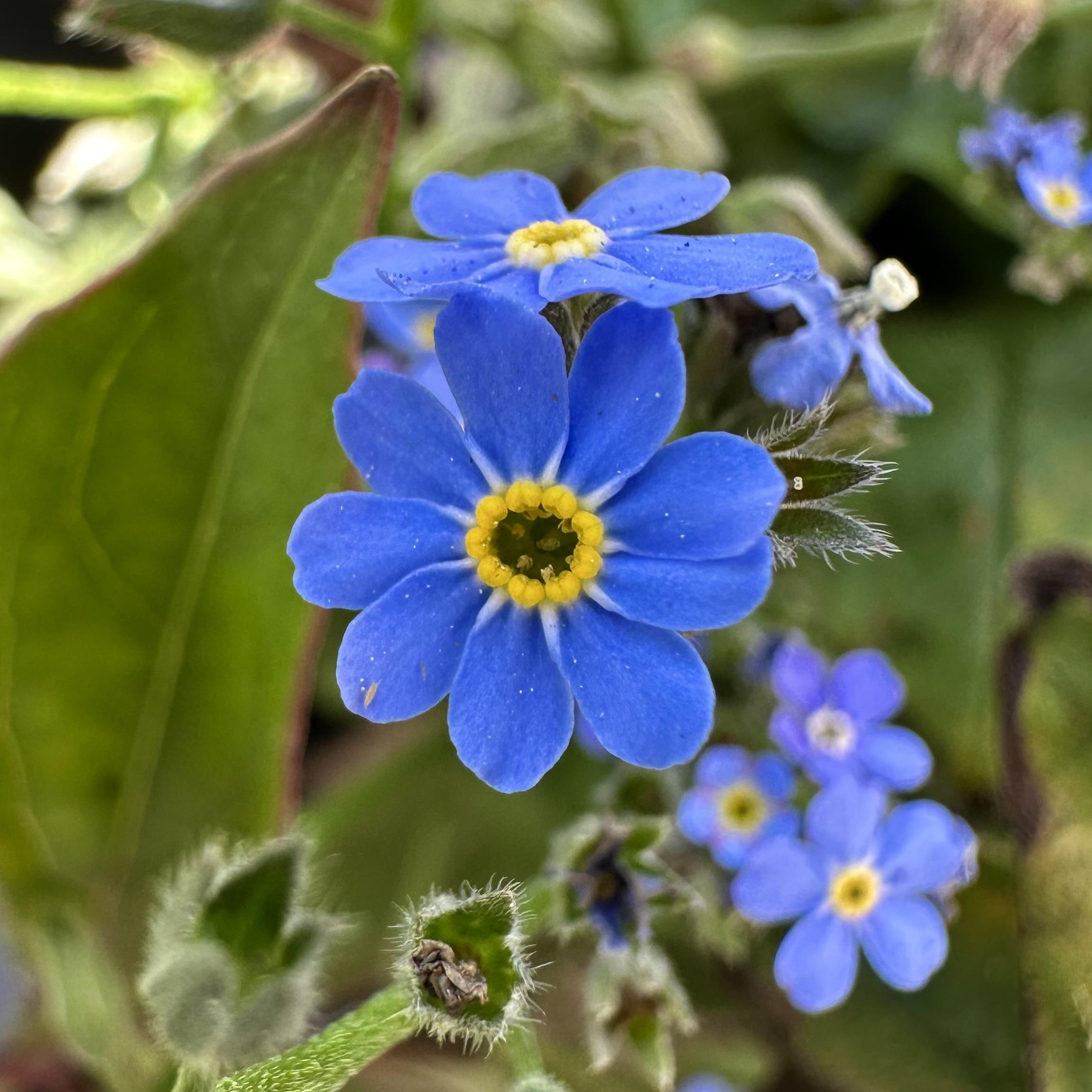 Alpine Flower seeds for Planting Cottage Garden Essential, Heirloom & GMO Free Seeds for Home Garden seeds for planting