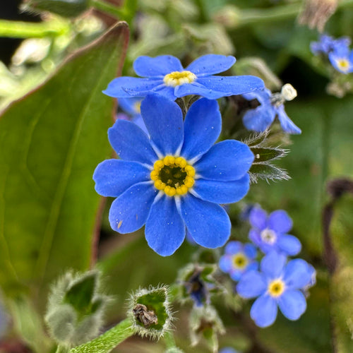 Alpine Flower seeds for Planting Cottage Garden Essential, Heirloom & GMO Free Seeds for Home Garden seeds for planting