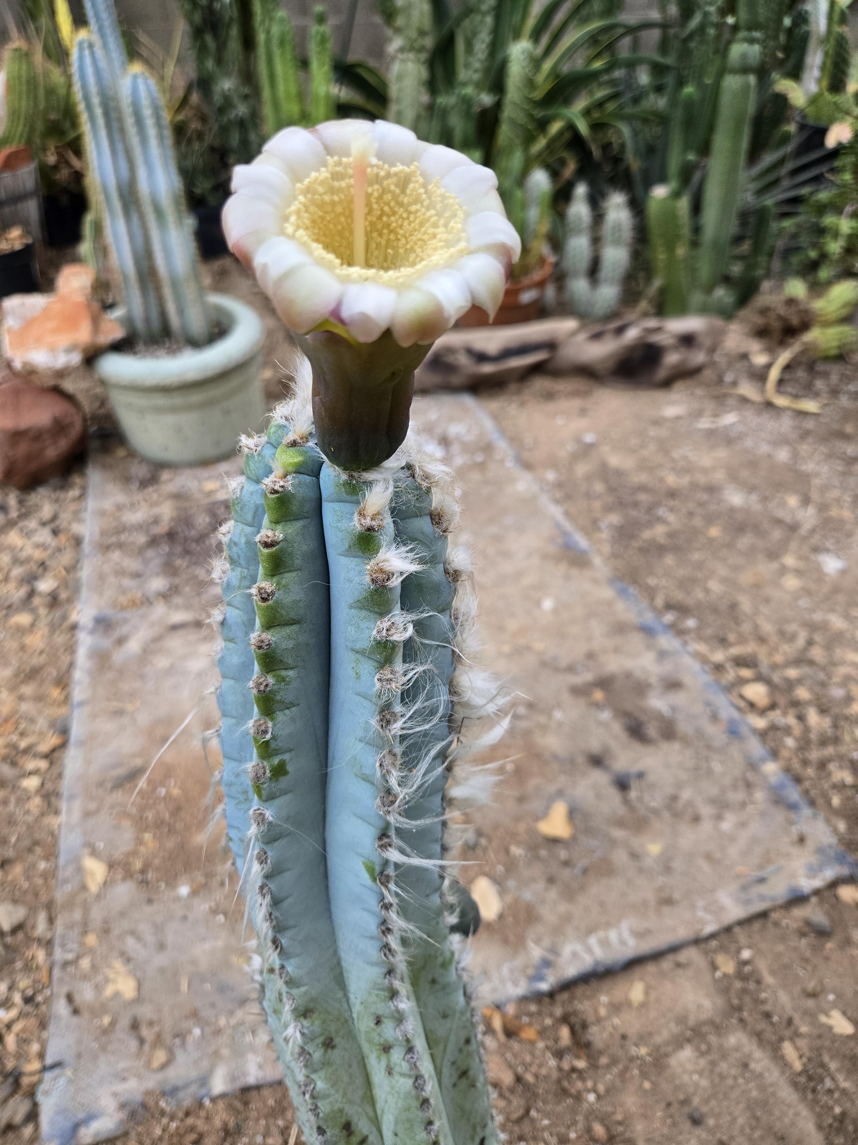 Blue Pilosocereus Flower seeds for Planting Garden Favorite, Heirloom & GMO Free Seeds for Home Garden vegetable and garden seeds