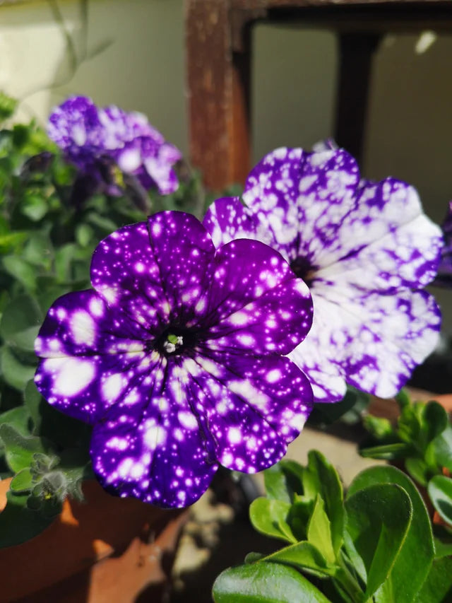 Tacoli Bonsai Petunia Flower seeds for Planting Seasonal Bloomer Heirloom & GMO Free Seeds for Home Garden