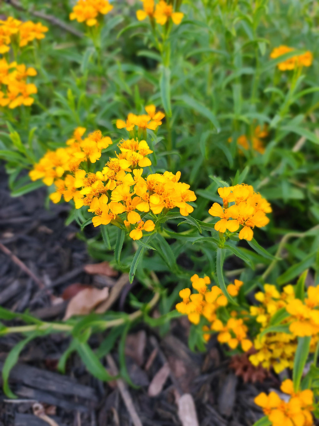 Estragon Flower seeds for Planting Garden Favorite, Heirloom & GMO Free Seeds for Home Garden vegetable and garden seeds