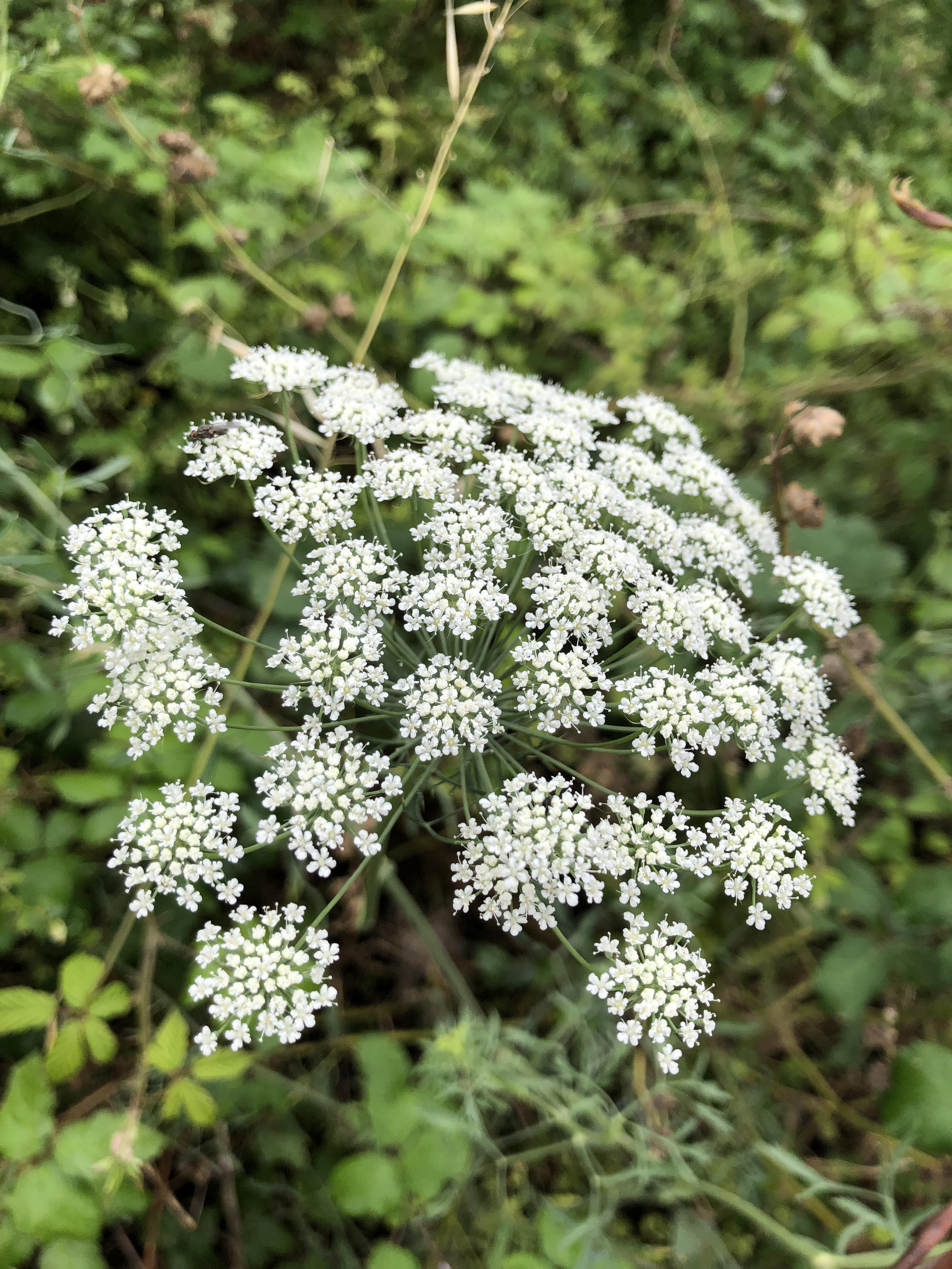 Cicuta Maculata Flower seeds for Planting Premium Quality, Heirloom & GMO Free Seeds for Home Garden vegetable and garden seeds