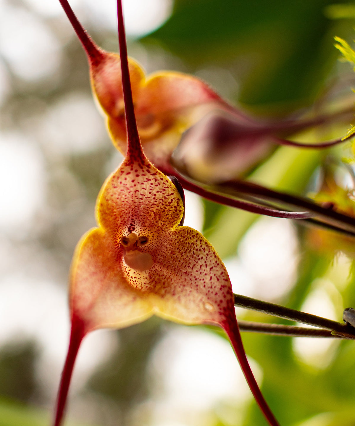 Monkey Orchid Flower seeds for Planting Low Maintenance Heirloom & GMO Free Seeds for Home Garden