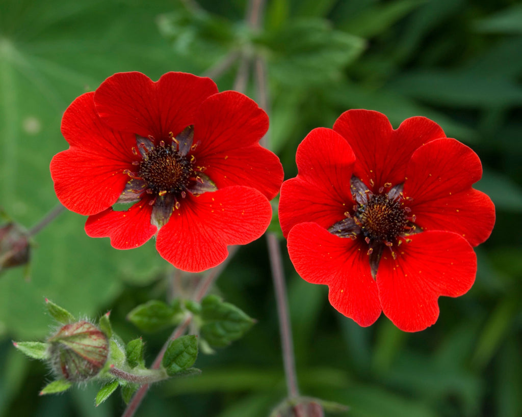 High quality Red Potentilla Atrosanguinea Flower seeds for Planting Compact Growth, Heirloom & GMO Free Seeds for Home Garden seeds pack