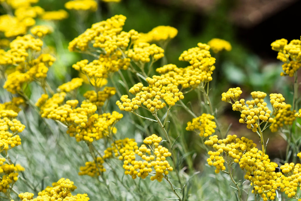 Helichrysum Italicum Flower seeds for Planting Wildflower Mix, Heirloom & GMO Free Seeds for Home Garden vegetable and garden seeds