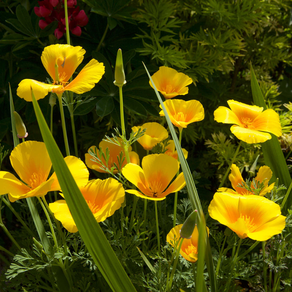 Cali Flower seeds for Planting Wildflower Mix, Heirloom & GMO Free Seeds for Home Garden vegetable and garden seeds