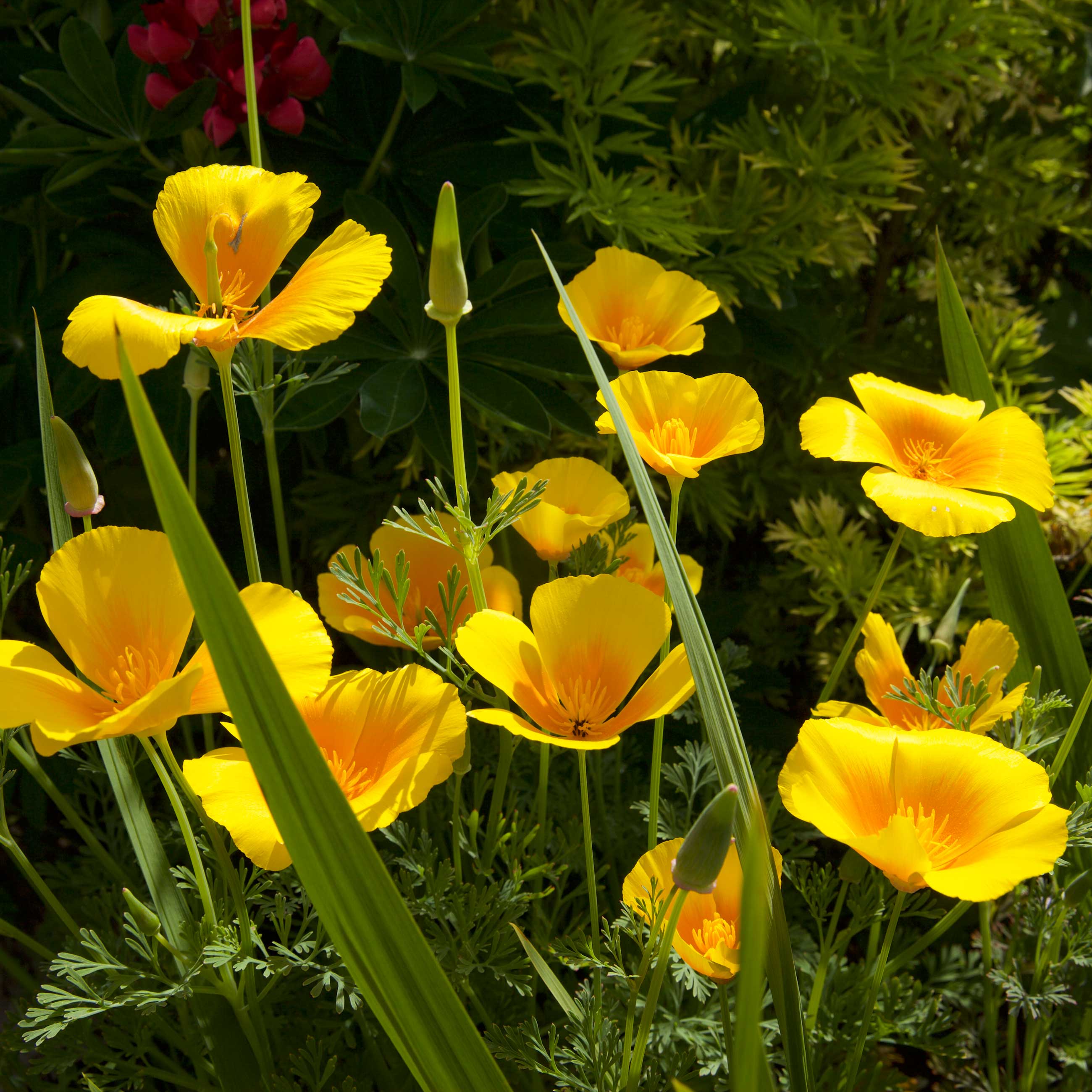 Cali Flower seeds for Planting Wildflower Mix, Heirloom & GMO Free Seeds for Home Garden vegetable and garden seeds