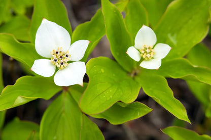 Bunchberry Flower seeds for Planting Shade Tolerant Heirloom & GMO Free Seeds for Home Garden