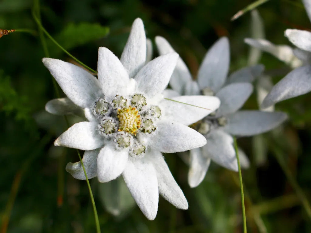 White Leontopodium Flower seeds for Planting Hardy Variety, Heirloom & GMO Free Seeds for Home Garden vegetable and garden seeds