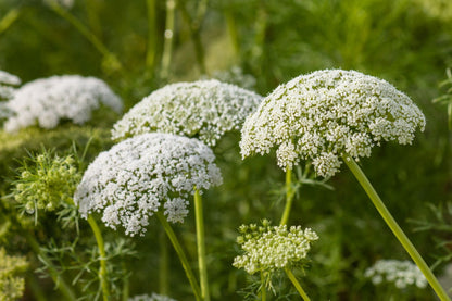 Carrot Flower seeds for Planting Compact Growth Heirloom & GMO Free Seeds for Home Garden