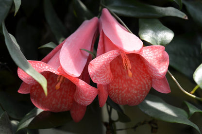 Lapageria Rosea Flower seeds for Planting Sun Loving Heirloom & GMO Free Seeds for Home Garden