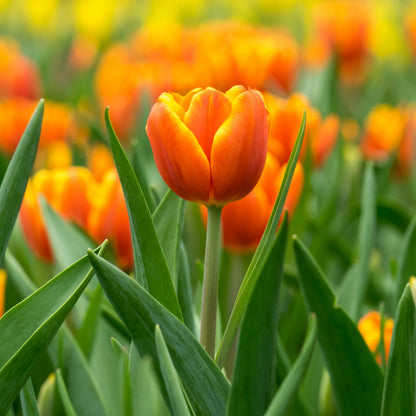 Tulip Flower seeds for Planting Low Maintenance Heirloom & GMO Free Seeds for Home Garden