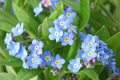 Myosotis Flower seeds for Planting Seasonal Bloomer Heirloom & GMO Free Seeds for Home Garden
