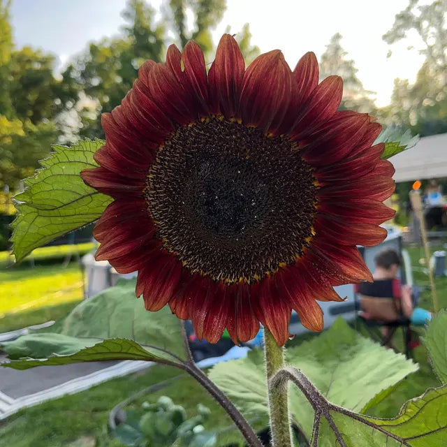 Dark Red Sunflower Seeds for Planting, Heirloom Non-GMO, High Germination Organic Garden Seeds