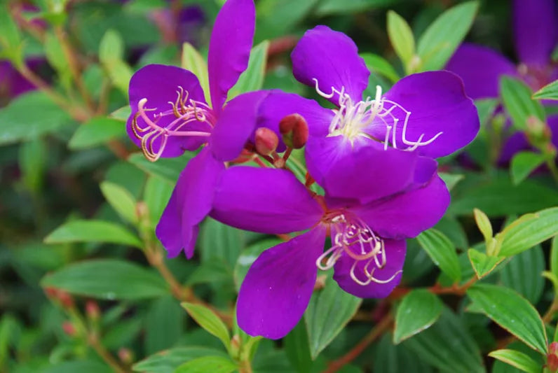 Purple Tibouchina Flower seeds for Planting Shade Tolerant, Heirloom & GMO Free Seeds for Home Garden vegetable and garden seeds