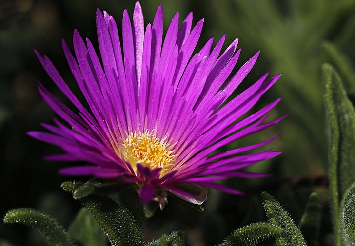 Purple Ice Flower seeds for Planting Easy to Grow, Heirloom & GMO Free Seeds for Home Garden vegetable and garden seeds