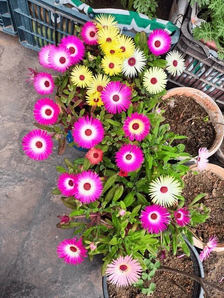 High quality Mischfarbe Flower seeds for Planting Pollinator Friendly, Heirloom & GMO Free Seeds for Home Garden seeds pack