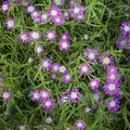 Pink Crownvetch Flower seeds for Planting Cottage Garden Essential, Heirloom & GMO Free Seeds for Home Garden seeds for planting