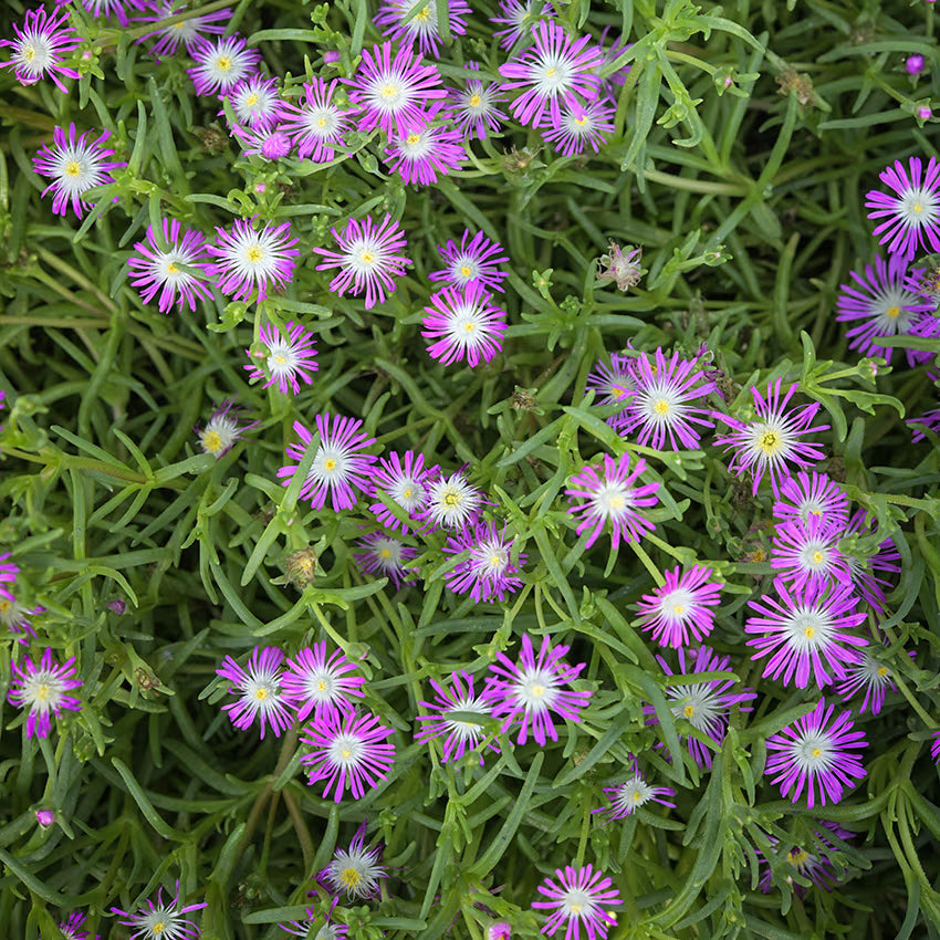 Pink Crownvetch Flower seeds for Planting Cottage Garden Essential, Heirloom & GMO Free Seeds for Home Garden seeds for planting