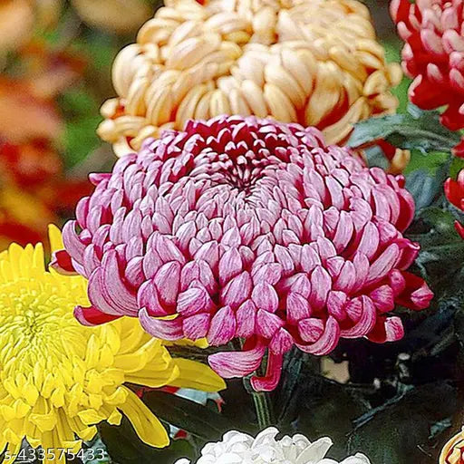 High quality Yellow Red Chrysanthemum Flower seeds for Planting Seasonal Bloomer, Heirloom & GMO Free Seeds for Home Garden seeds pack