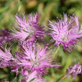 Dianthus Superbus Flower seeds for Planting Long Bloom Season, Heirloom & GMO Free Seeds for Home Garden seeds for planting
