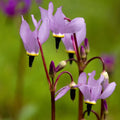 Pink White Dodecatheon Flower seeds for Planting Compact Growth, Heirloom & GMO Free Seeds for Home Garden seeds for planting