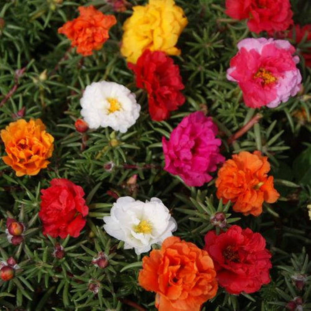 Portulaca Moss Flower seeds for Planting Shade Tolerant, Heirloom & GMO Free Seeds for Home Garden seeds for planting