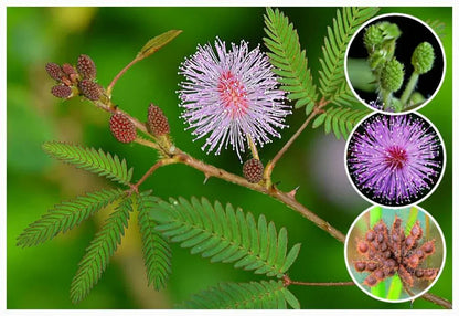 Mimosa Pudica Seeds For Planting: Sensitive Plant Flower