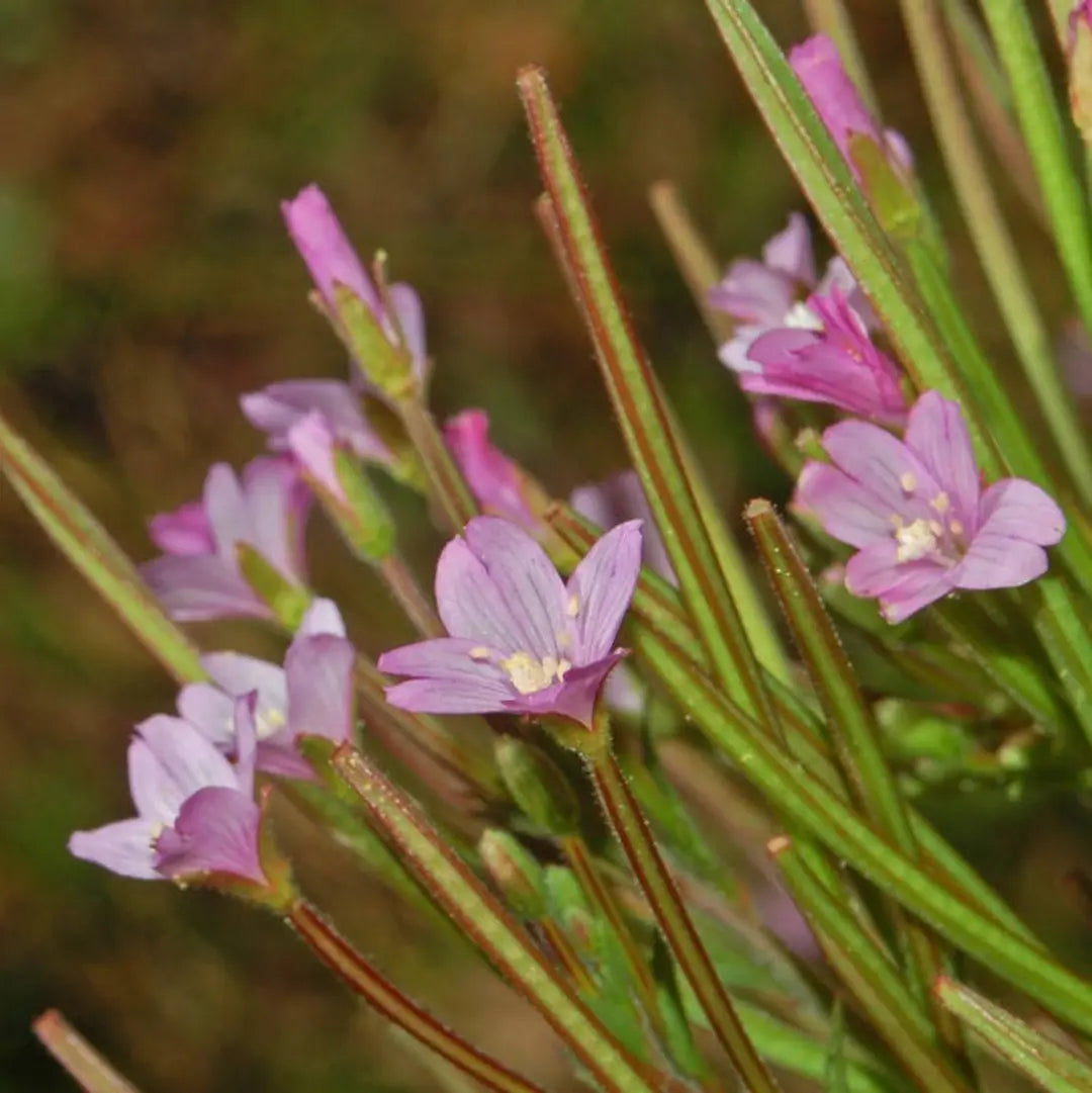 Premium Epilobium Flower seeds for Planting Bright Blooms, Heirloom & GMO Free Seeds for Home Garden seeds
