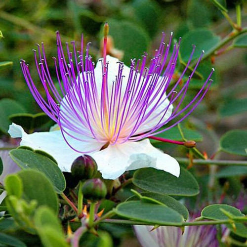 Capparis Flower seeds for Planting Pollinator Friendly, Heirloom & GMO Free Seeds for Home Garden seeds for planting