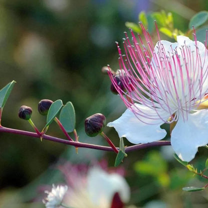 Capparis Spinosa Flower seeds for Planting - Wildflower Mix, Heirloom & GMO Free Seeds for Home Garden