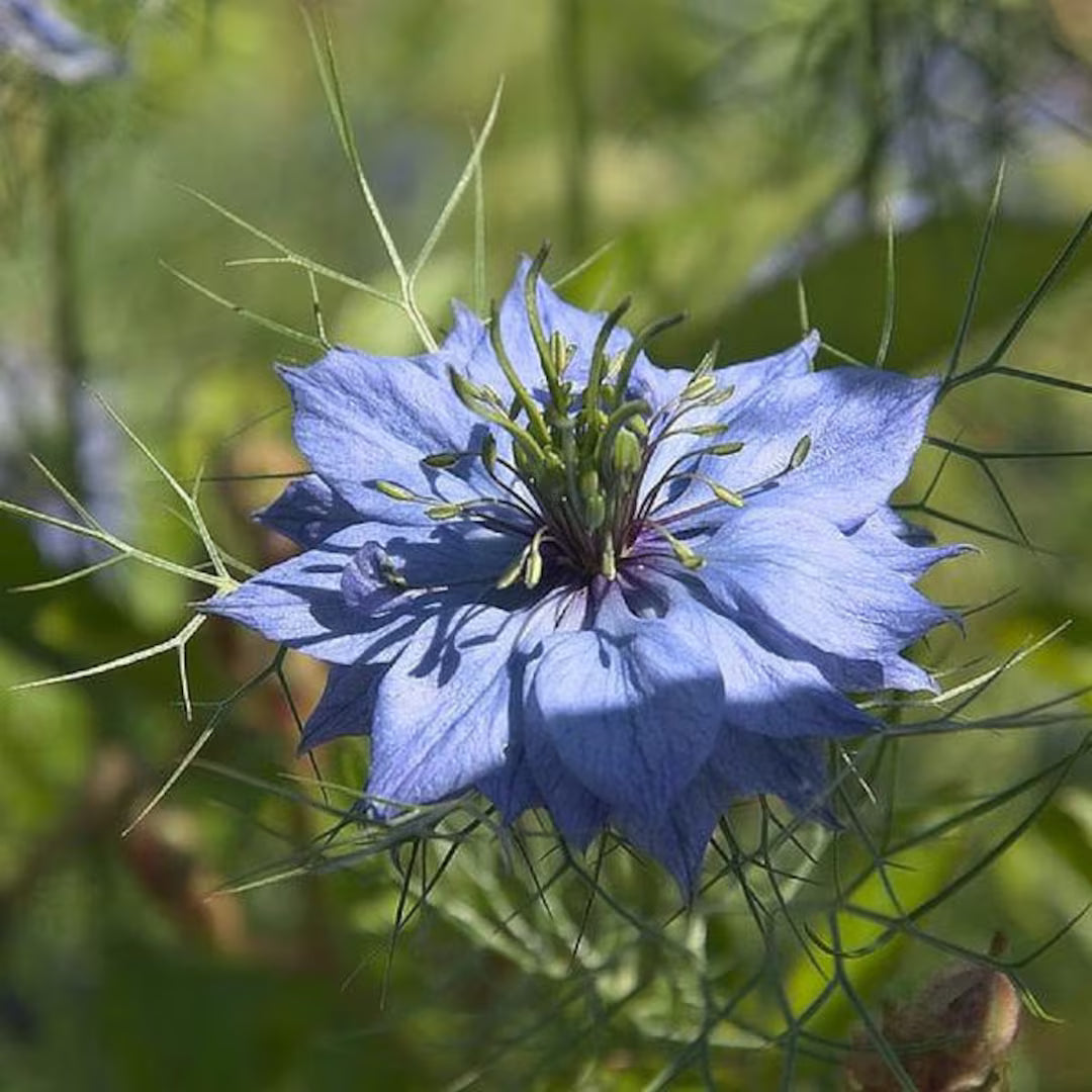Damascena Flower seeds for Planting Hardy Variety, Heirloom & GMO Free Seeds for Home Garden vegetable and garden seeds