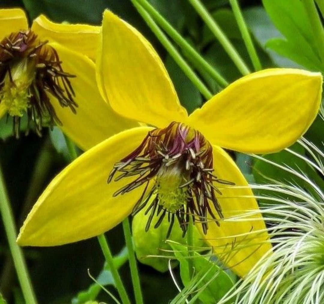 Yellow Tangutica Flower seeds for Planting - Cottage Garden Essential, Heirloom & GMO Free Seeds for Home Garden