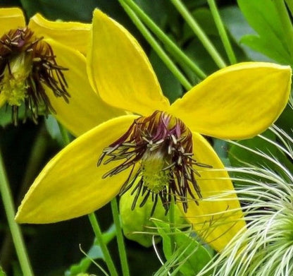 Yellow Tangutica Flower seeds for Planting - Cottage Garden Essential, Heirloom & GMO Free Seeds for Home Garden
